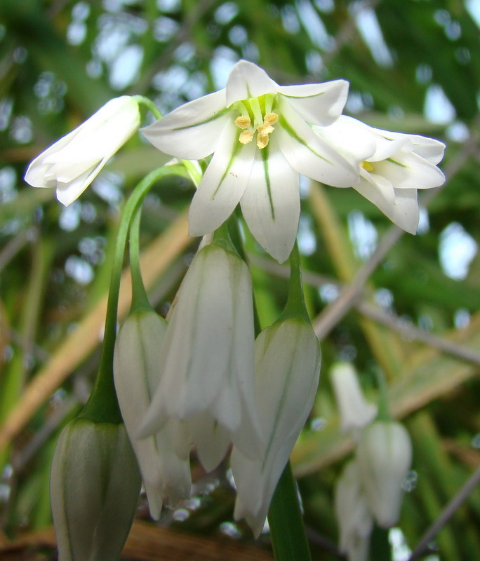 Allium triquetrum / Aglio selvatico